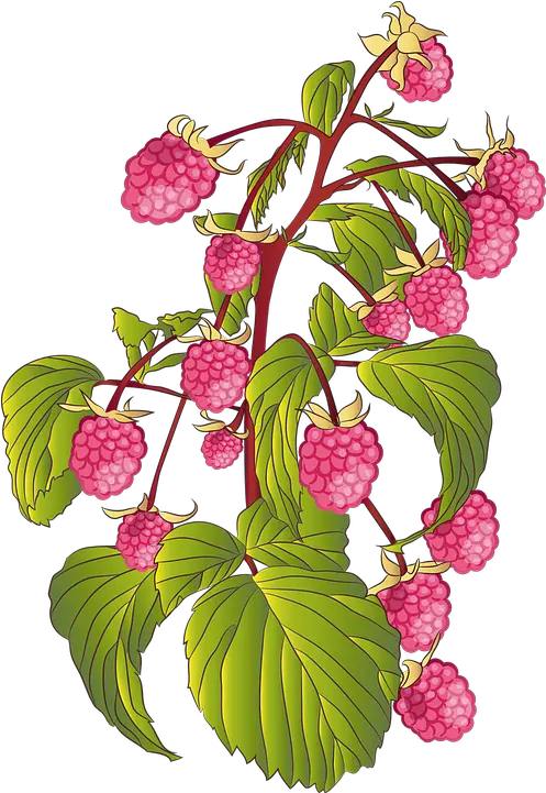 Fruit Raspberry Raspberries Summer Free Vector Graphic On Raspberry Png Raspberry Png