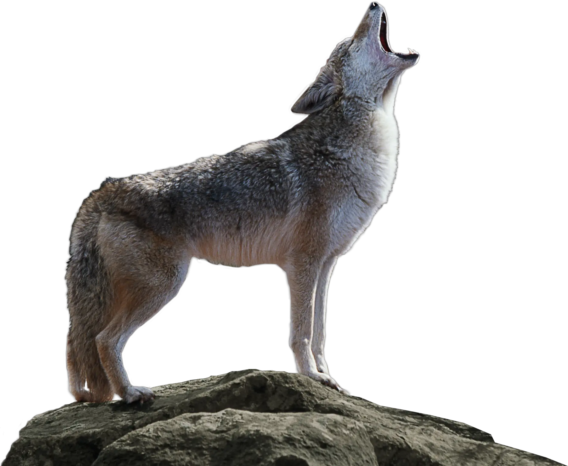 Download Coyote Png Transparent Transparent Coyote Png Coyote Png