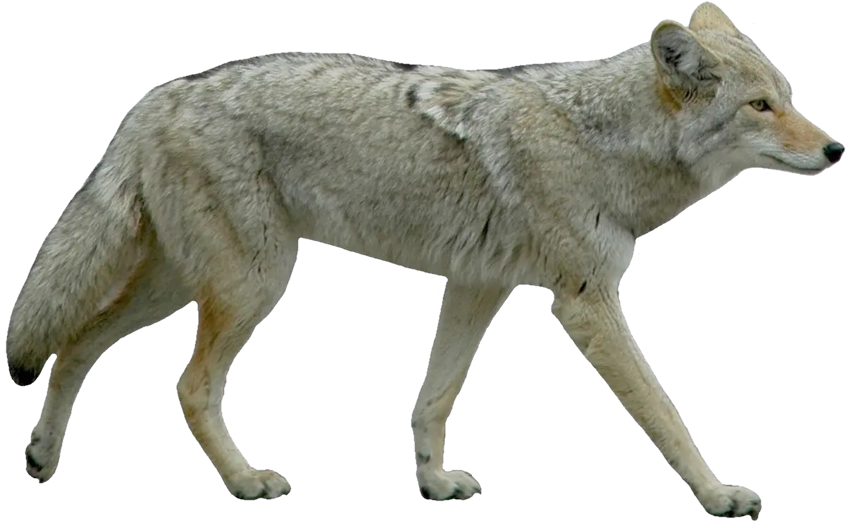 Jackal Coyote Png Coyote Transparent Background Coyote Png