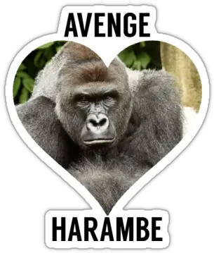 Avenge Harambe I Missed Photographic Prints Harambe Memes Png Transparent Harambe