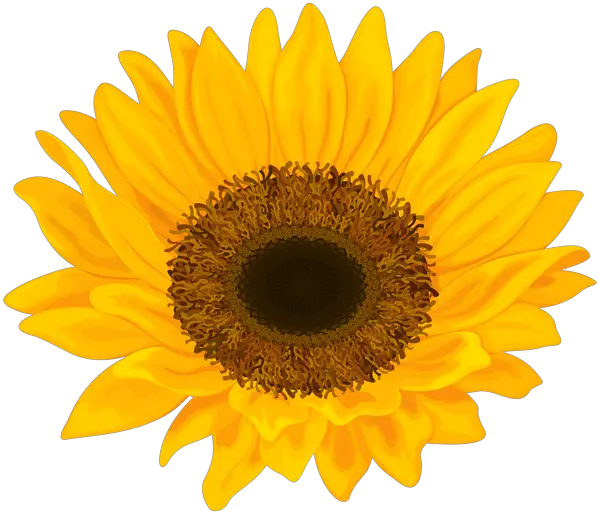 Sunflower Watercolor Png