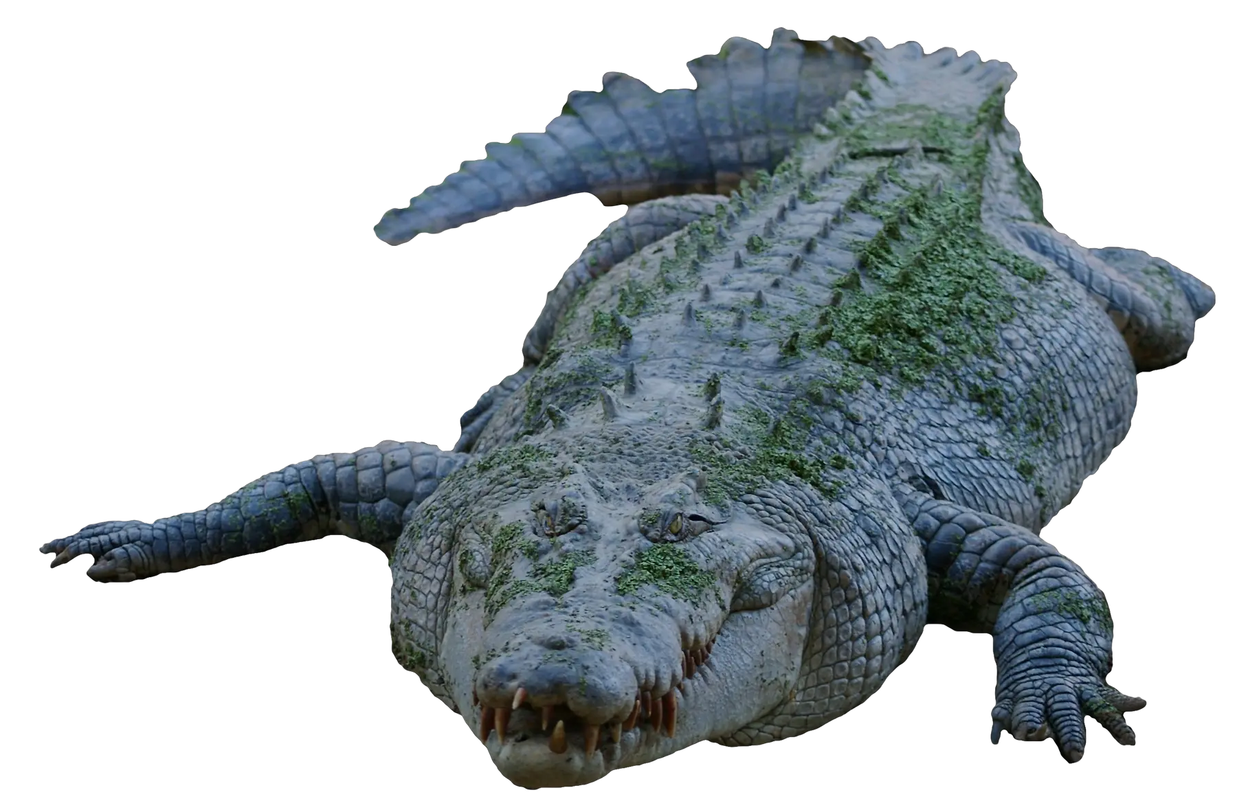 Crocodile Png Image Gator