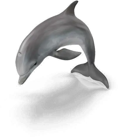 Dolphin Png Pic Arts Common Bottlenose Dolphin Dolphin Png