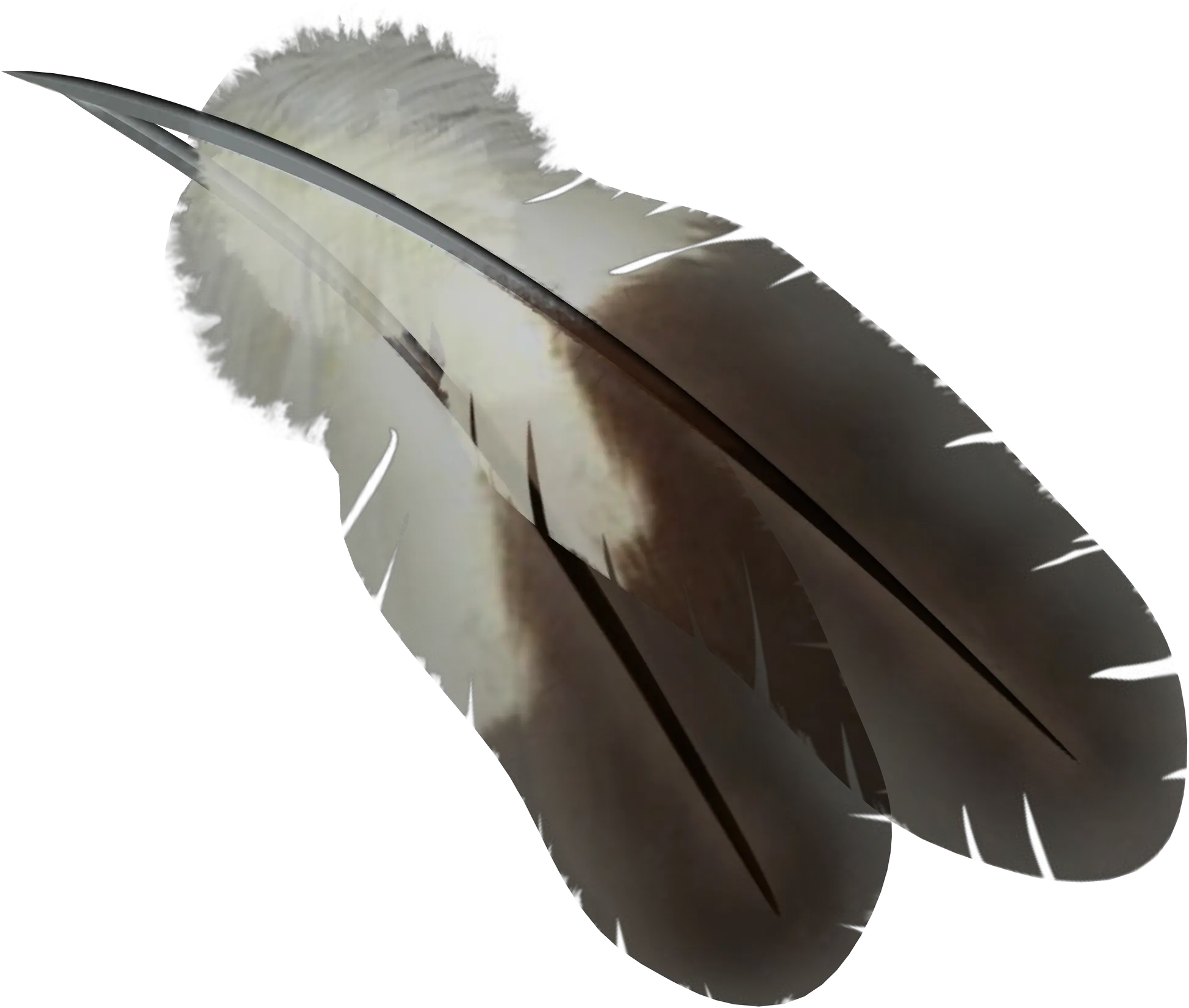 Feather Png Birds Feather Png Feather Png