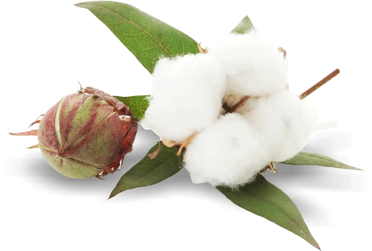 Cotton Png Images Free Download Transparent Cotton Png Cotton Png