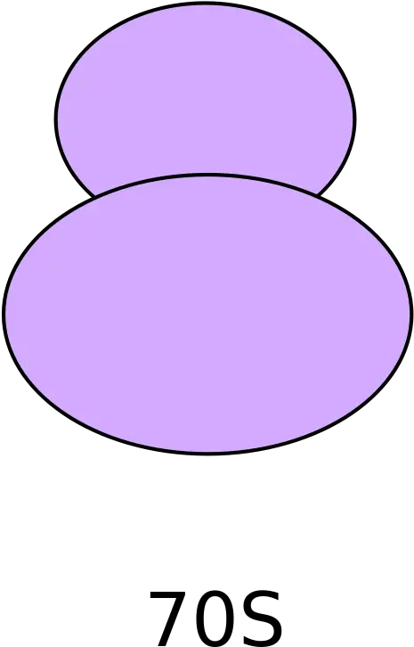 Escherichia Coli Clipart Ribosome Ribosome Cell Png Irish Girl Guides Cell Png