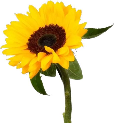 Sunflower Png Clipart