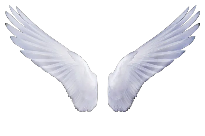 Angel Wing White Outline Png