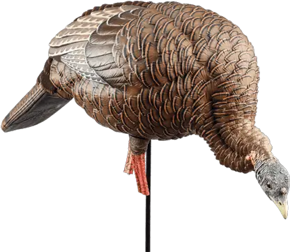 Spring Turkey Hunting Gear Cabelau0027s Feeder Hen Decoys Png Forest Service Avian Icon