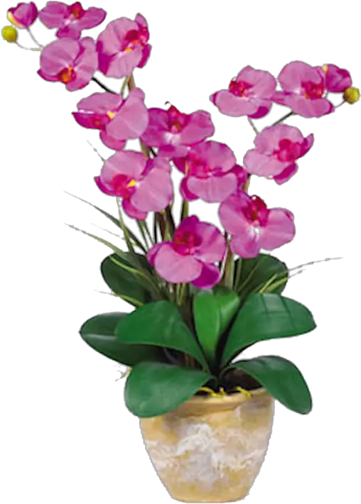 Orchid Double Stem Phalaenopsis Silk Arrangement Orchid Flower Png Orchid Png
