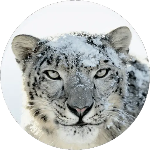 Os X Snow Leopard Direct Download Mac Os Snow Leopard Png Snow Leopard Png
