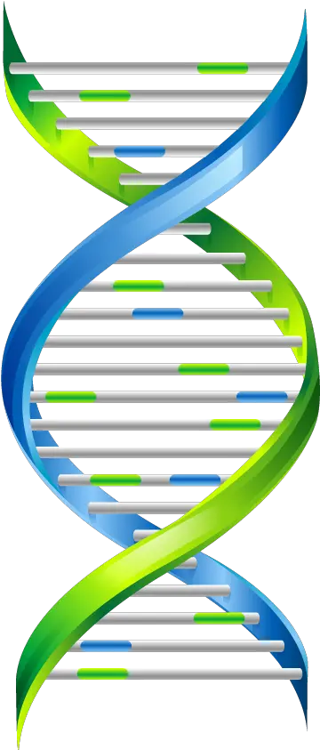 Dna Png Transparent Transparent Background Dna Strand Dna Transparent Background