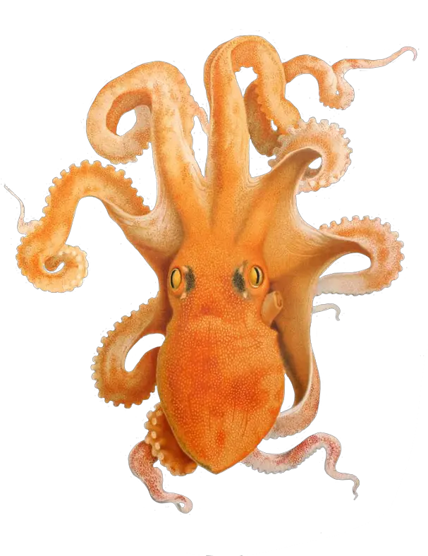 Octopus Clipart Cephalopod Png Octopus Png