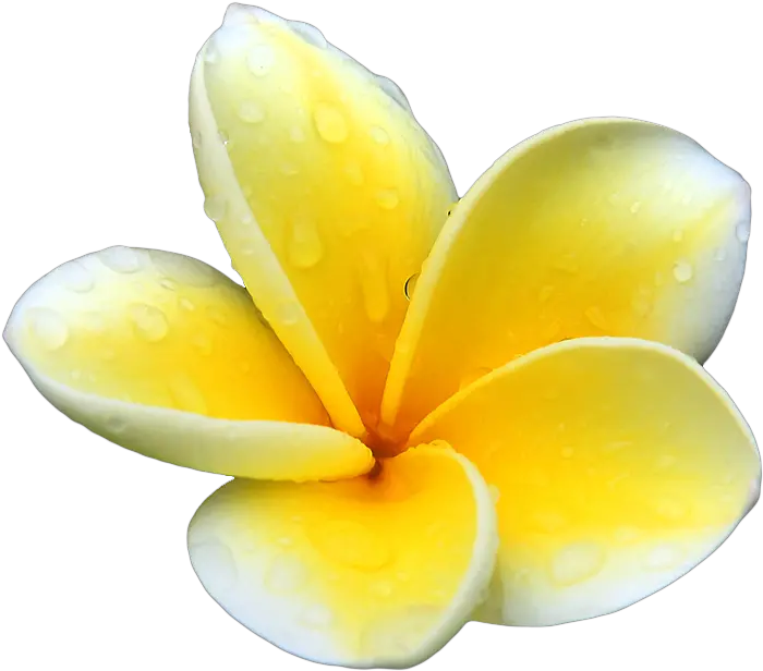 Plumeria Png Picture Mart Transparent Background Frangipani Png Flower Png Tumblr