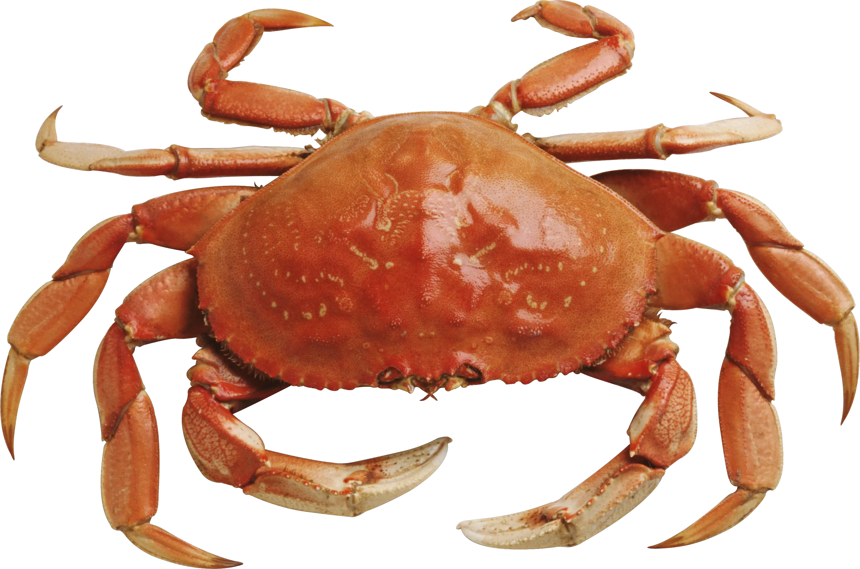 Crab Png Transparent Images All Crab Png Ocean Transparent Background