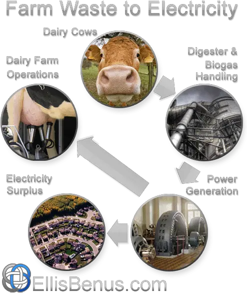 Farm Powers Itself And 100 Homes With Cow Manure Web Dairy Cow Png Cow Transparent Background