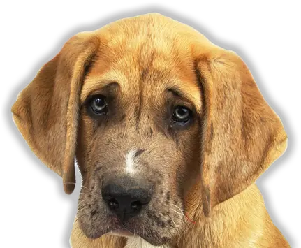 Sad Dog Png Images In Collection Puppy Dog Eyes Transparent Sad Dog Png