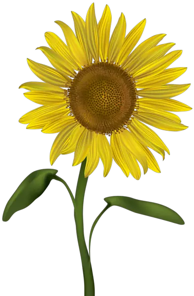 Transparent Sunflower Png