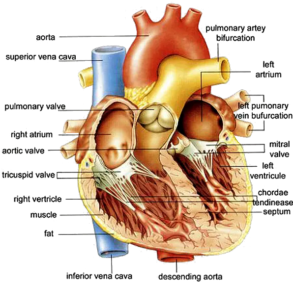 Download Http Www Anatomybox Comwp Heart Diagram Diagram Of Heart Png Human Heart Png