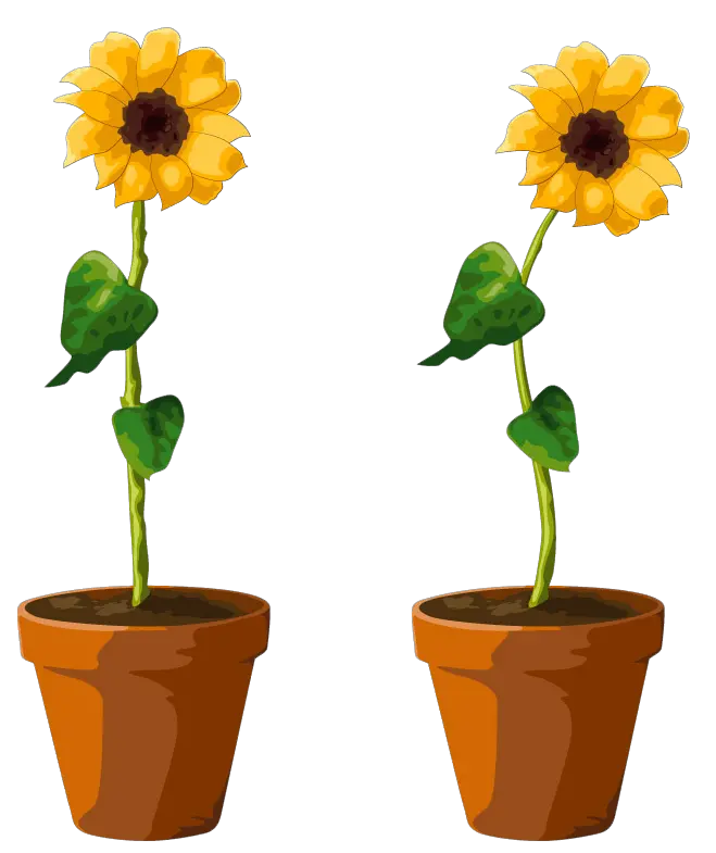 Clipart Sunflower Png