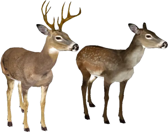 Deer Clipart Transparent Background White Tailed Deer White Tail Deer No Background Png Deer Transparent Background