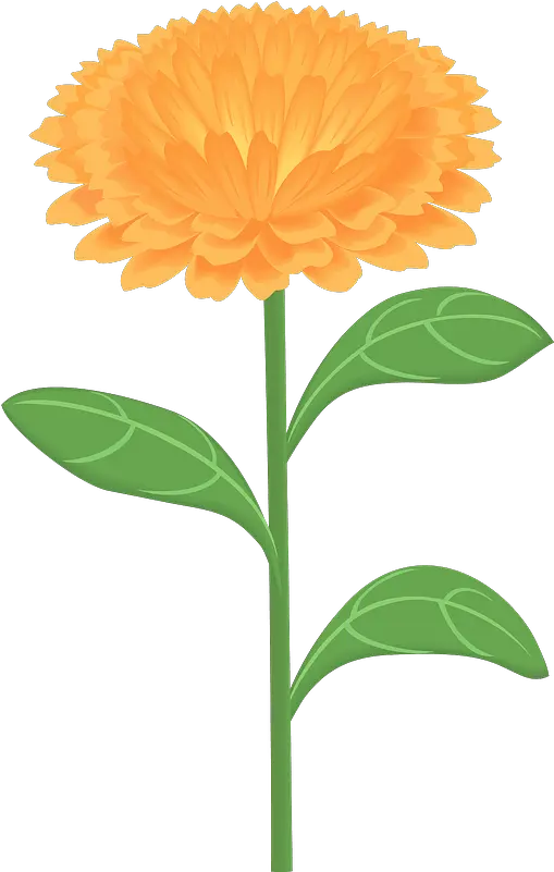 Calendula Officinalis Flower Clipart Free Download Png Marigold