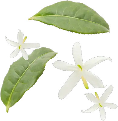 Jasmine Flowers Jasmine Tea Leaves Transparent Png Tea Leaves Png