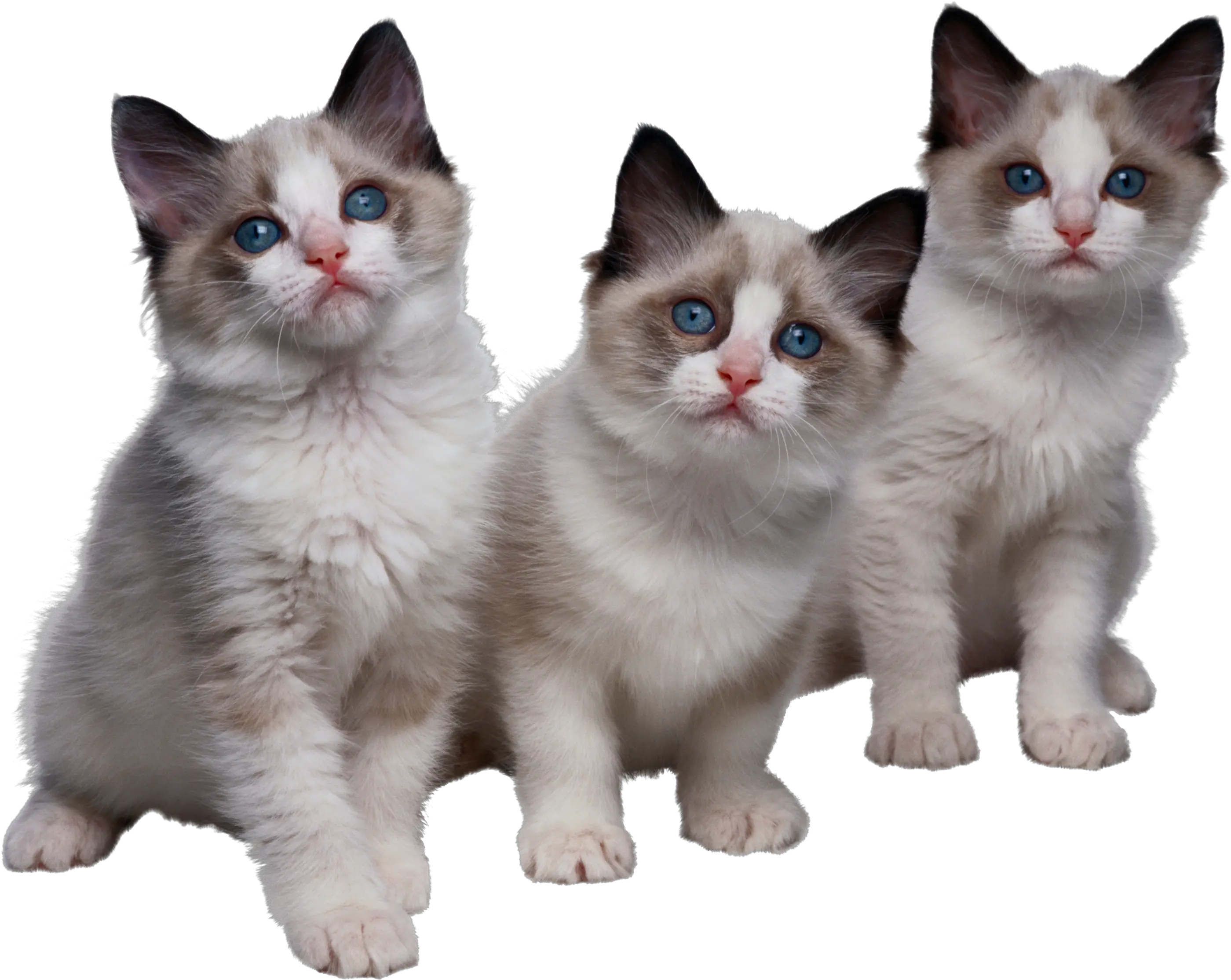 Download Cat Png Kittens