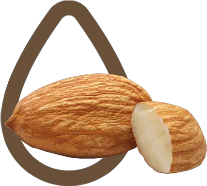 Organic Sweet Almond Oil Cosmetic Refined Parodi Nutra Almendra Flor Png Almond Png
