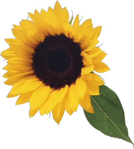 Sunflower Drawing Png