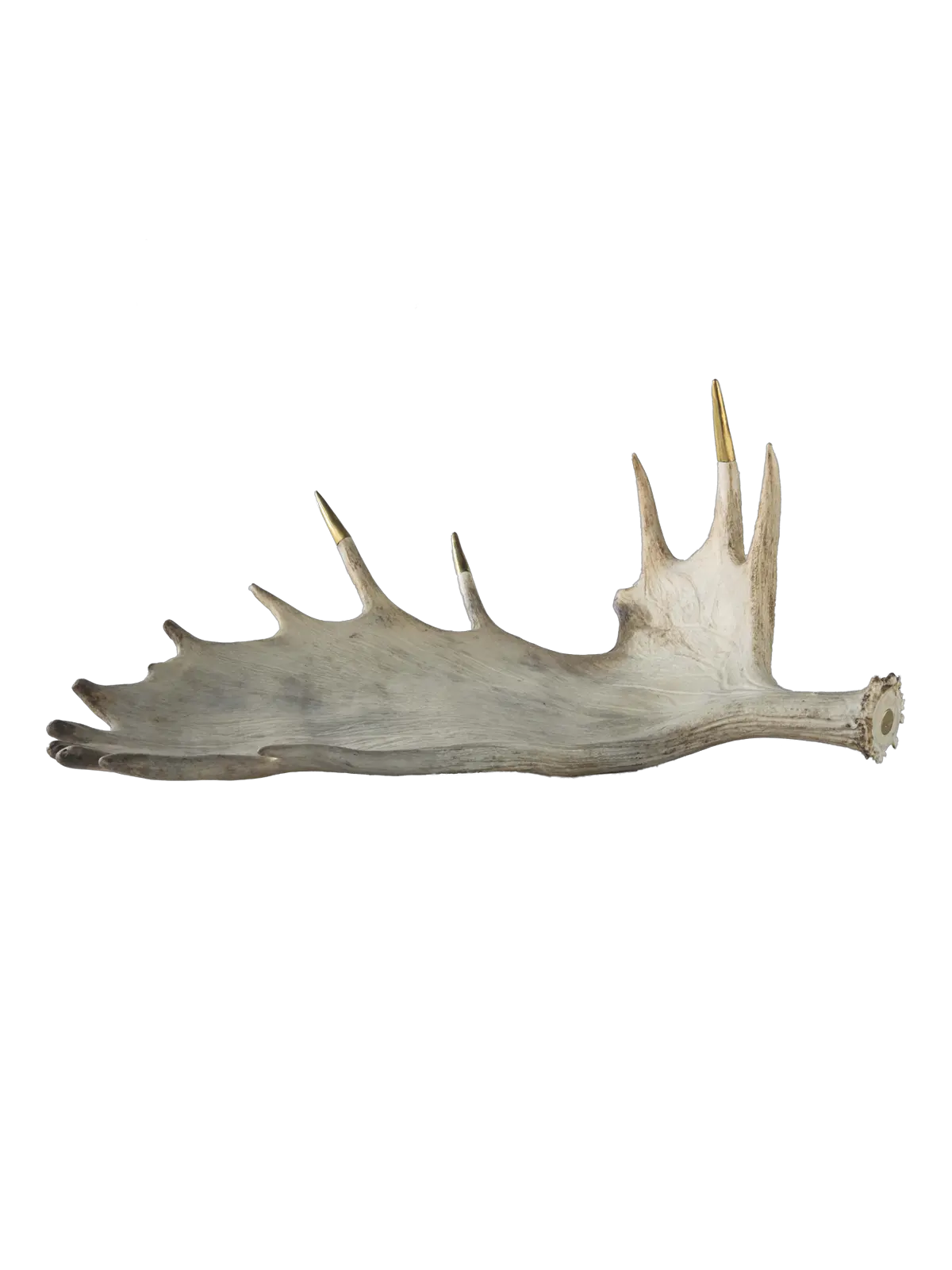 Antler Png Moose Antler Png Antlers Png