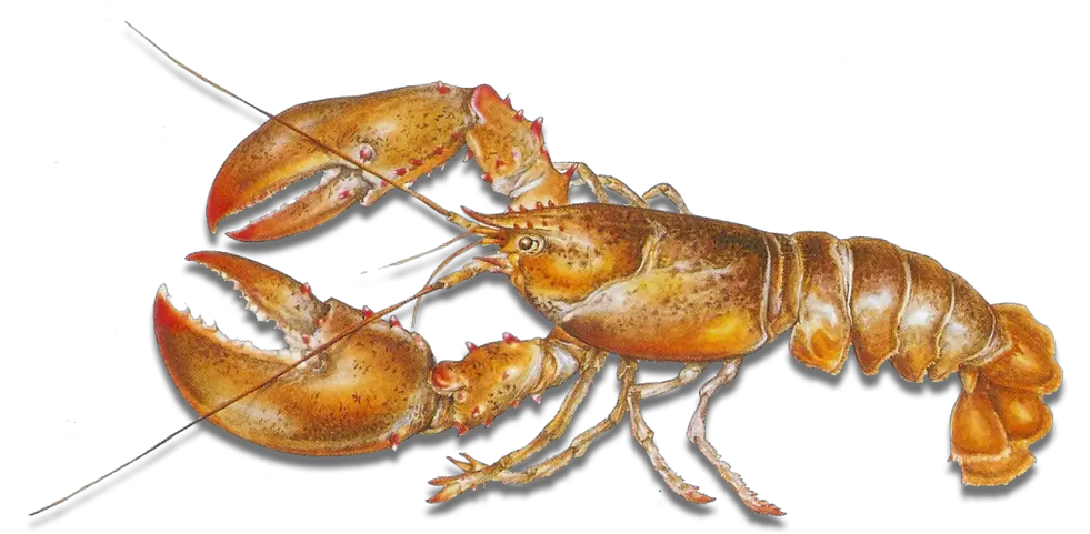Recreational Lobstering U2014 Goose Hummock Shops American Lobster Png Lobster Png