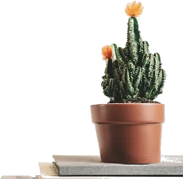 Convert Bmp To Png Online Image Tools Desktop Cactus Wallpaper Hd Cactus Transparent Background