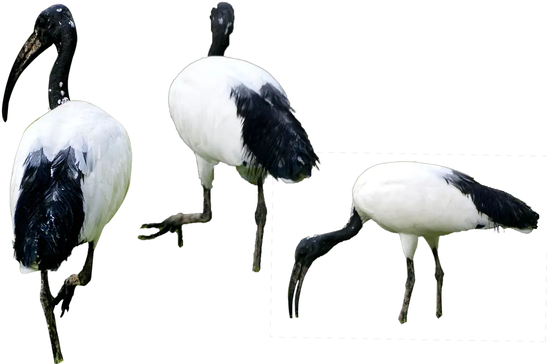 Birds Png Isolated Background High Birds In Water Png Birds Png png