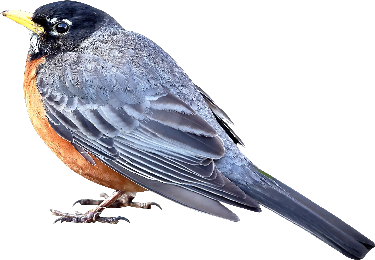 Download Merle Bird Png Image For Free Small Bird Png Birds Png png