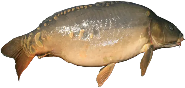 Mirror Carp No Background Transparent Image Fishing Fish With No Background Png Fish Transparent Background