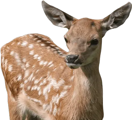 Animals To See And Enjoy From Chickens Transparent Baby Deer Png Baby Deer Png