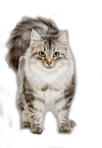 Shared Cat Gif Transparent Background Png Cute Cat Png