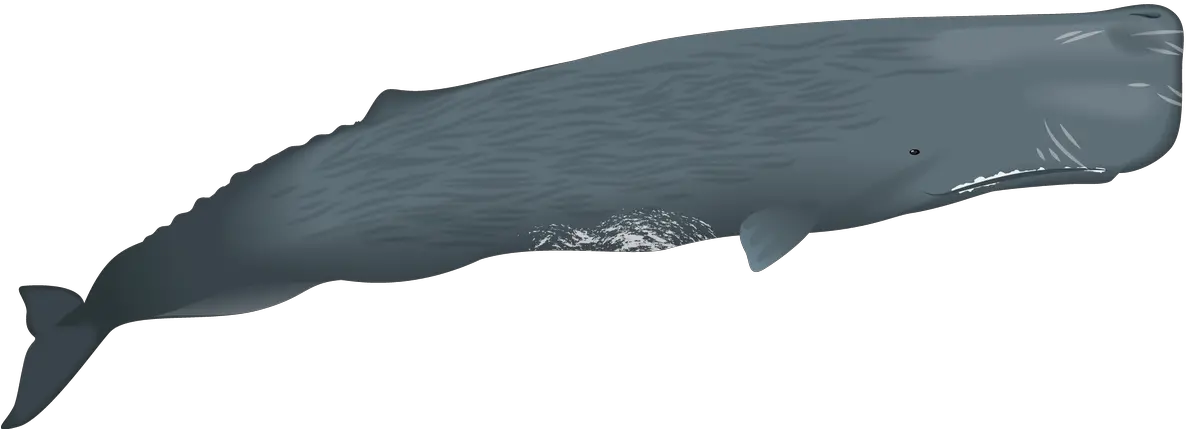 Sperm Whales Have The Largest Brain Sperm Whale Png Sperm Png