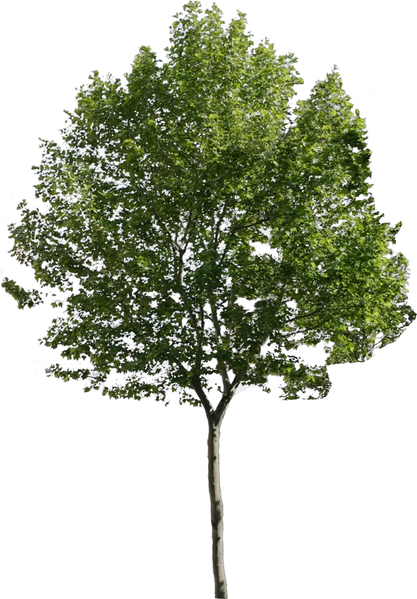 Pine Trees Png Google Search Tree Photoshop Tree Psd Architecture Tree Silhouette Png Pine Tree Transparent Background png