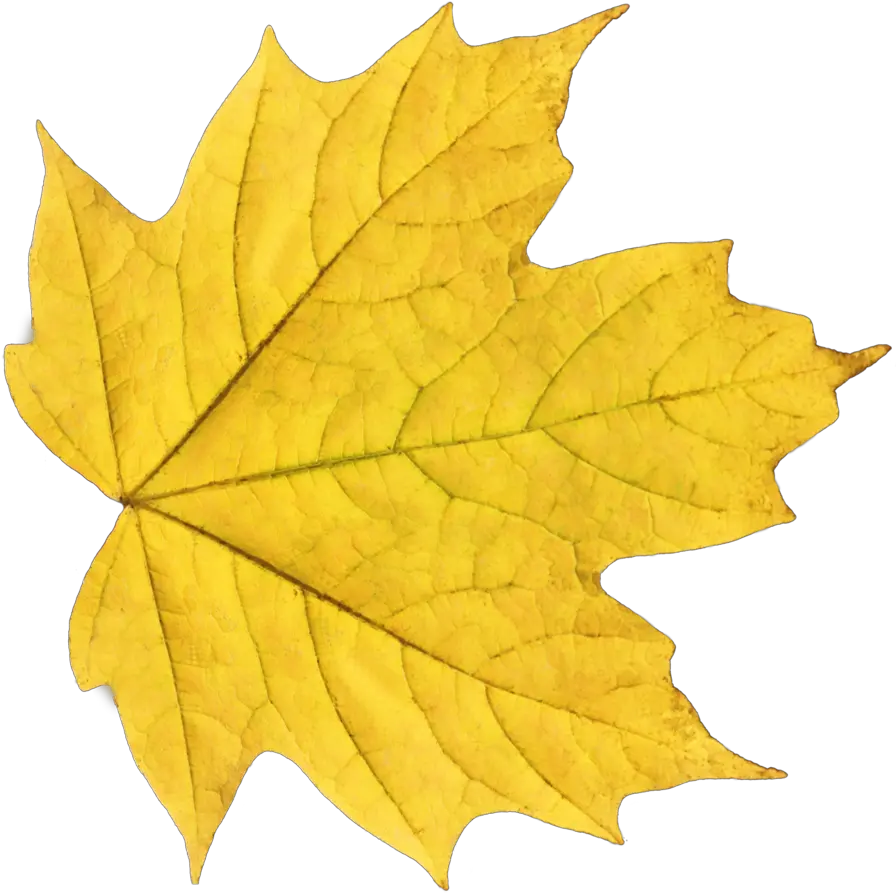 Download Autumn Leaves Png Image For Free Yellow Leaf Png Autumn Leaves Png