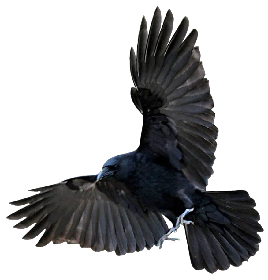 Transparent Png Flying Crow Crow Png Crow Transparent