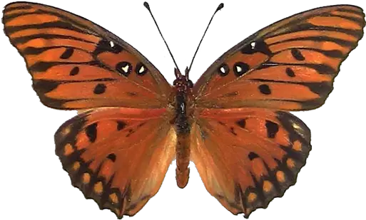 Gulf Fritillary Agraulis Vanillae Icon 512x512px Ico Png Gulf Fritillary Monarch Butterfly Icon