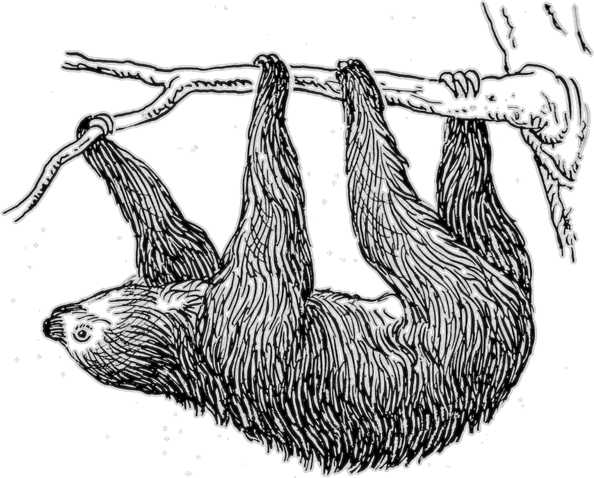 Sloth Black And White Clipart Sloth Png Sloth Transparent Background