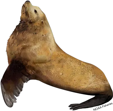 Steller Sea Lion Steller Sea Lion Png Sea Lion Png