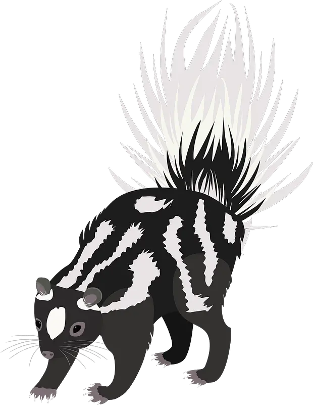 Western Spotted Skunk Clipart Western Spotted Skunk Png Skunk Png