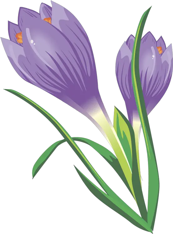 Free Crocus Cliparts Download Clip Art Crocus Flower Clipart Png Violets Png