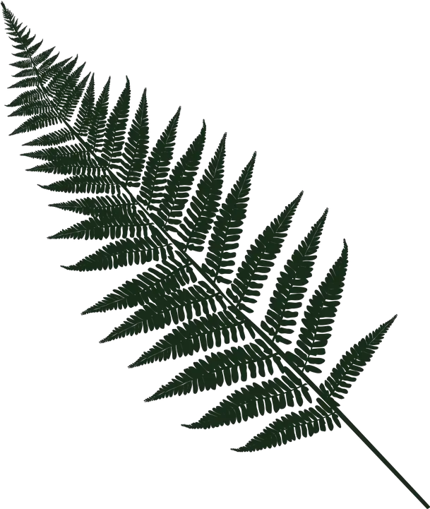 Fern Leaf Forest Free Vector Graphic On Pixabay Leaf Fern Png Fern Png