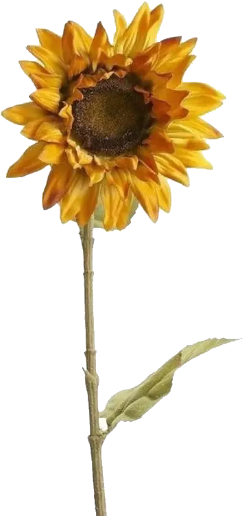 Sunflower Aesthetic Yellow Tumblr Arthoe Png Pngsticker Transparent Background Aesthetic Sunflower Png Hoe Png