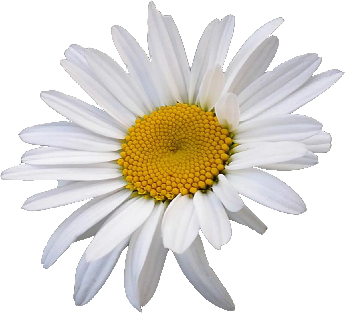 Oxeye Daisy Common Flower Daisy Png Transparent Daisy Png